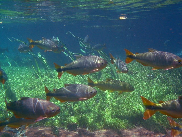 Peixes no Rio Sucuri em Bonito
